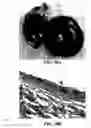Fig. 61 - Method and reagents for the enhancement of virus transduction in the bladder epithelium