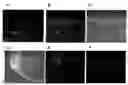 Fig. 01 - Pluripotent Stem Cell Derived from Cardiac Tissue