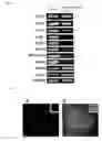 Fig. 04 - Pluripotent Stem Cell Derived from Cardiac Tissue