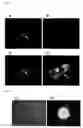 Fig. 09 - Pluripotent Stem Cell Derived from Cardiac Tissue