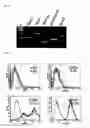 Fig. 10 - Pluripotent Stem Cell Derived from Cardiac Tissue