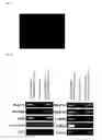 Fig. 11 - Pluripotent Stem Cell Derived from Cardiac Tissue
