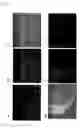 Fig. 14 - Pluripotent Stem Cell Derived from Cardiac Tissue