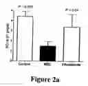 Fig. 04 - Therapy of Kidney Diseases and Multiorgan Failure with Mesenchymal Stem Cells and Mesenchymal Stem Cell Conditioned Media