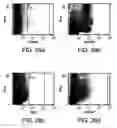 Fig. 30 - Procurement, isolation and cryopreservation of endometrial/menstrual cells