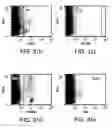 Fig. 34 - Procurement, isolation and cryopreservation of endometrial/menstrual cells