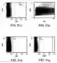 Fig. 37 - Procurement, isolation and cryopreservation of endometrial/menstrual cells