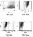 Fig. 41 - Procurement, isolation and cryopreservation of endometrial/menstrual cells
