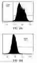 Fig. 50 - Procurement, isolation and cryopreservation of endometrial/menstrual cells