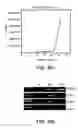 Fig. 59 - Procurement, isolation and cryopreservation of endometrial/menstrual cells