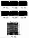 Fig. 60 - Procurement, isolation and cryopreservation of endometrial/menstrual cells