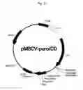 Fig. 03 - Use Of Mesenchymal Stem Cells Genetically Modified To Express A Suicide Gene For Treating A Cancer