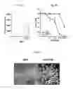 Fig. 04 - Use Of Mesenchymal Stem Cells Genetically Modified To Express A Suicide Gene For Treating A Cancer