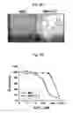 Fig. 06 - Use Of Mesenchymal Stem Cells Genetically Modified To Express A Suicide Gene For Treating A Cancer
