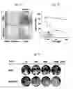 Fig. 07 - Use Of Mesenchymal Stem Cells Genetically Modified To Express A Suicide Gene For Treating A Cancer