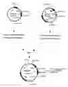 Fig. 01 - Nucleic acids encoding Human Engineered heavy and light chain variable region sequences to Ep-CAM