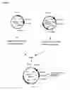 Fig. 02 - Nucleic acids encoding Human Engineered heavy and light chain variable region sequences to Ep-CAM