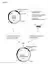 Fig. 07 - Nucleic acids encoding Human Engineered heavy and light chain variable region sequences to Ep-CAM