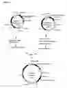 Fig. 09 - Nucleic acids encoding Human Engineered heavy and light chain variable region sequences to Ep-CAM