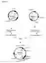 Fig. 10 - Nucleic acids encoding Human Engineered heavy and light chain variable region sequences to Ep-CAM