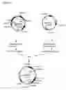 Fig. 11 - Nucleic acids encoding Human Engineered heavy and light chain variable region sequences to Ep-CAM