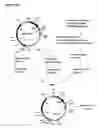 Fig. 19 - Nucleic acids encoding Human Engineered heavy and light chain variable region sequences to Ep-CAM