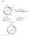 Fig. 21 - Nucleic acids encoding Human Engineered heavy and light chain variable region sequences to Ep-CAM