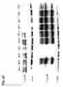 Fig. 09 - METHODS AND COMPOSITIONS FOR MODULATING IL-17F/IL-17A BIOLOGICAL ACTIVITY