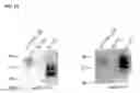Fig. 15 - METHODS AND COMPOSITIONS FOR MODULATING IL-17F/IL-17A BIOLOGICAL ACTIVITY