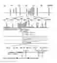 Fig. 01 - GENE AMPLIFICATION OF COACTIVATOR COAA AND USES THEREOF