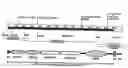 Fig. 01 - Neuropilin/VEGF-C/VEGFR-3 Materials and Methods