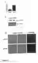 Fig. 02 - Prohibitin as Target for Cancer Therapy