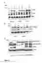 Fig. 05 - Prohibitin as Target for Cancer Therapy