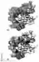 Fig. 09 - Functional negative regulatory domain sequences from human NOTCH1 and 2 and isolated LNR domains from human NOTCH1