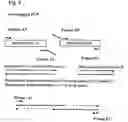 Fig. 06 - Nerve cell growth modulators (amphibodies)