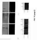 Fig. 17 - Cross-β structure comprising amyloid-binding proteins and methods for detection of the cross-β structure, for modulating cross-β structures fiber formation and modulating cross-β structure-mediated toxicity
