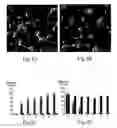 Fig. 08 - Transmembrane protein amigo and uses thereof