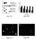 Fig. 10 - Transmembrane protein amigo and uses thereof