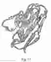 Fig. 12 - Transmembrane protein amigo and uses thereof