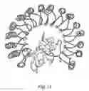 Fig. 14 - Transmembrane protein amigo and uses thereof