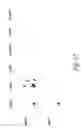 Fig. 17 - Transmembrane protein amigo and uses thereof
