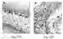 Fig. 22 - Transmembrane protein amigo and uses thereof