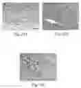 Fig. 23 - Transmembrane protein amigo and uses thereof