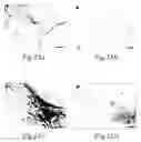 Fig. 25 - Transmembrane protein amigo and uses thereof