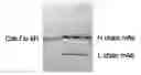 Fig. 01 - Vaccines based on targeting antigen to DCIR expressed on antigen-presenting cells