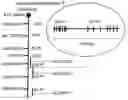 Fig. 01 - Methods of using B7-DC molecules to induce or enhance an immune response