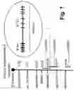 Fig. 02 - Methods of using B7-DC molecules to induce or enhance an immune response
