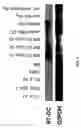 Fig. 03 - Methods of using B7-DC molecules to induce or enhance an immune response