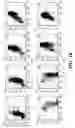 Fig. 03 - Method for rapid generation of mature dendritic cells