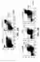 Fig. 05 - Method for rapid generation of mature dendritic cells